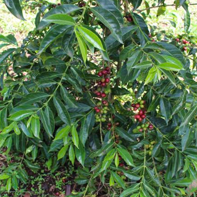 Hambela Bishan coffee cherry